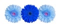 Three light blue and dark blue gerbera flowers on white background isolated close up, gerber flower pattern, floral borÃÂ²ÃÆÃÂº